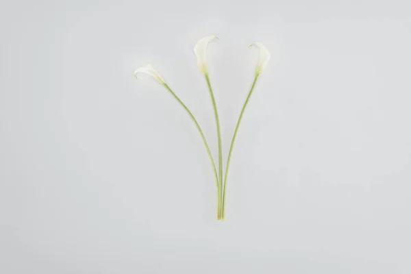 Calla lírio flores isoladas em cinza — Fotografia de Stock