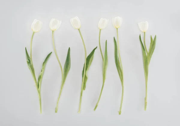 Beautiful tulip flowers isolated on grey — Stock Photo