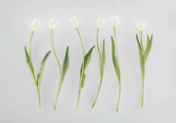 Bellissimi fiori di tulipano isolati su grigio — Foto stock