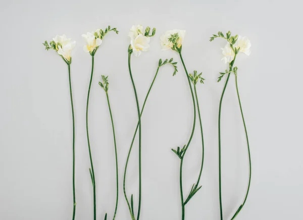 Fleurs de freesia en fleurs isolées sur gris — Photo de stock