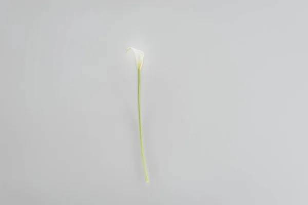 Calla lírio flor isolada em cinza — Fotografia de Stock