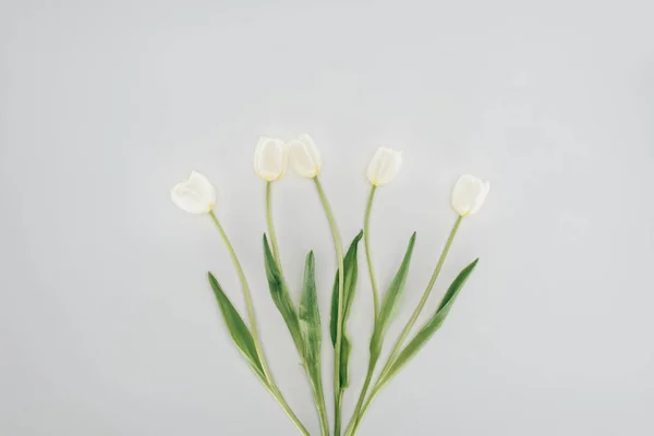 Hermosas flores de tulipán aisladas en gris - foto de stock