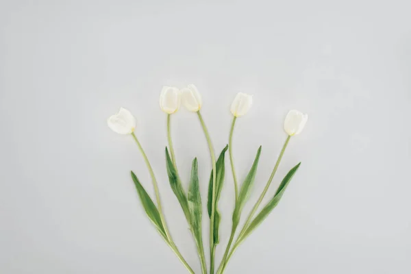 Beautiful tulip flowers isolated on grey — Stock Photo