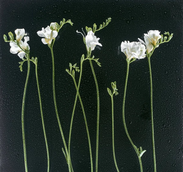 Florescendo flores freesia sobre fundo preto com gotas — Fotografia de Stock
