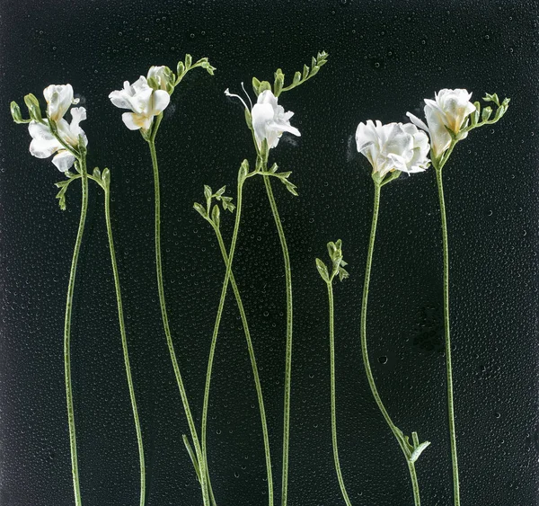 Blooming freesia flowers over black background with drops — Stock Photo