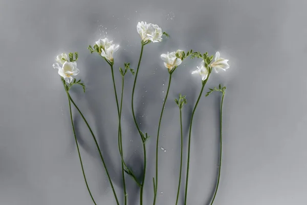 Flores de freesia en flor sobre fondo gris - foto de stock