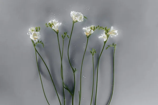 Blooming freesia flowers over grey background — Stock Photo