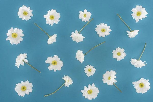 Weiße Chrysanthemenblüten isoliert auf blau — Stockfoto