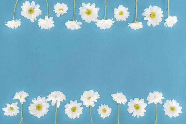 White chrysanthemum flowers isolated on blue — Stock Photo