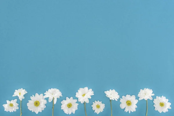 Білі квіти хризантем ізольовані на синьому — стокове фото