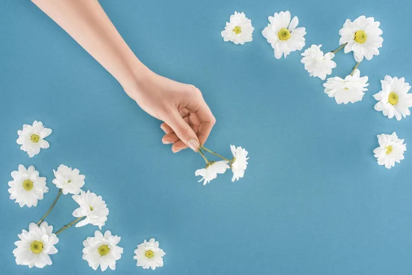 Cropped image of female hand with white chrysanthemum flowers isolated on blue — Stock Photo
