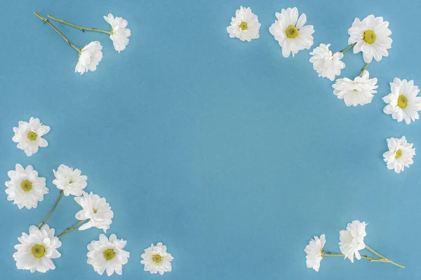 Weiße Chrysanthemenblüten umrahmen isoliert auf blau — Stockfoto