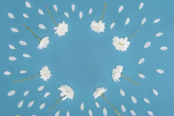 White chrysanthemum flowers frame isolated on blue — Stock Photo