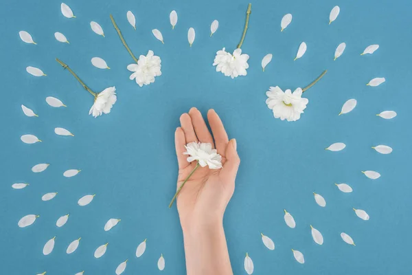 Draufsicht der abgeschnittenen Hand mit Gänseblümchen isoliert auf blau — Stockfoto