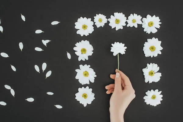 Vue de dessus de la main femelle recadrée avec cadre de marguerites sur fond noir — Photo de stock