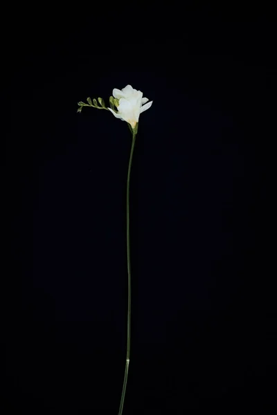 Hermosa flor de freesia aislada en negro - foto de stock