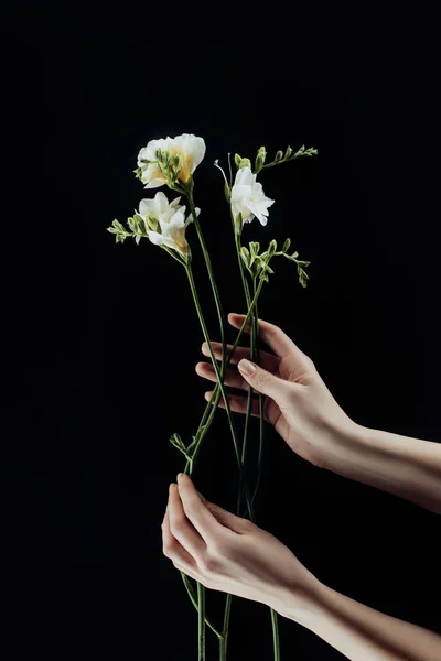 Cropped image of female hands with freesia flowers isolated on black — Stock Photo
