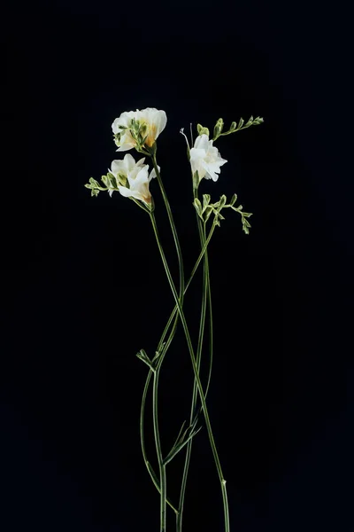 Belas flores freesia com hastes isoladas em preto — Fotografia de Stock