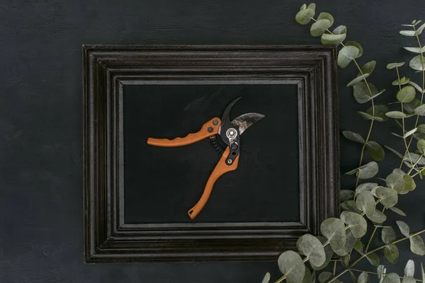 Top view of vintage wooden frame with garden shears and eucalyptus over black background — Stock Photo