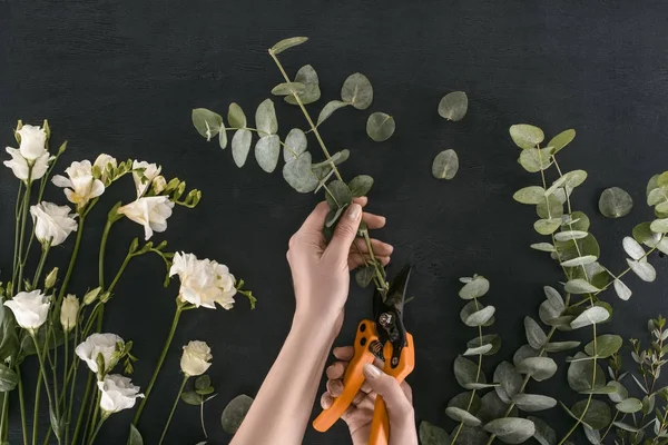 Cropped image of female hands cutting eucalyptus branches by garden shears over black background — Stock Photo