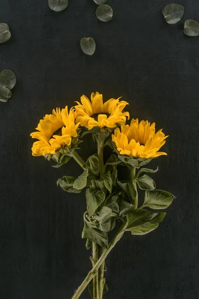 Belos girassóis florescendo isolados em preto — Fotografia de Stock