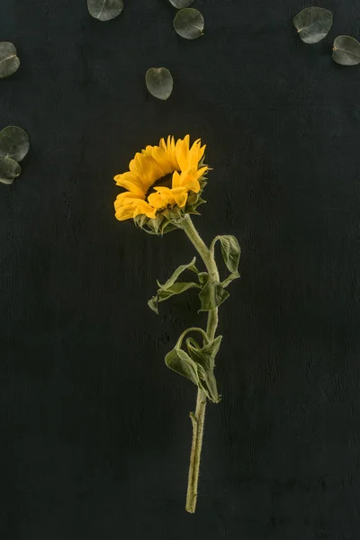 Bellissimo girasole fiorito isolato su nero — Foto stock