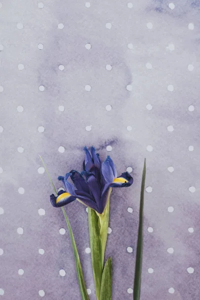 Blooming iris flower over purple spotted background — Stock Photo