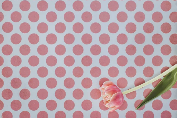Квітуча квітка тюльпана над плямистим тлом — стокове фото