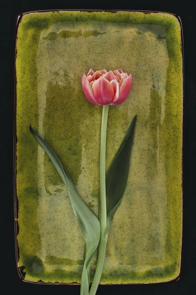 Цветущий цветок тюльпана на зеленой пластине — стоковое фото