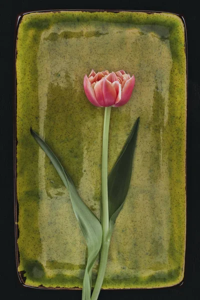 Blooming tulip flower on green plate isolated on black — Stock Photo