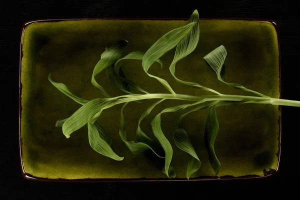 Tallo de flor verde en placa verde aislado en negro — Stock Photo