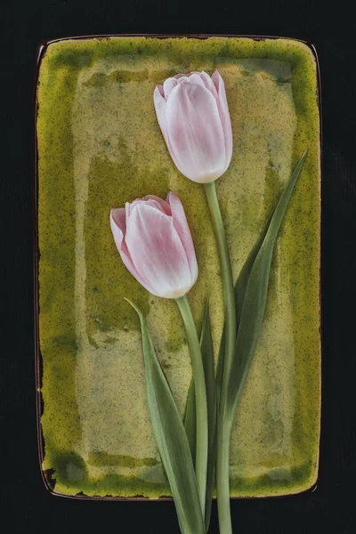 Blühende Tulpenblüten auf grünem Teller isoliert auf schwarzem — Stockfoto