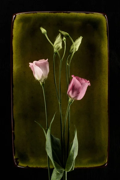 Zarte Eustoma-Blüten über grünem Teller isoliert auf schwarz — Stockfoto
