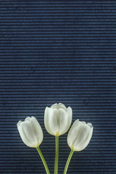 Tender tulip flowers over stripped background — Stock Photo