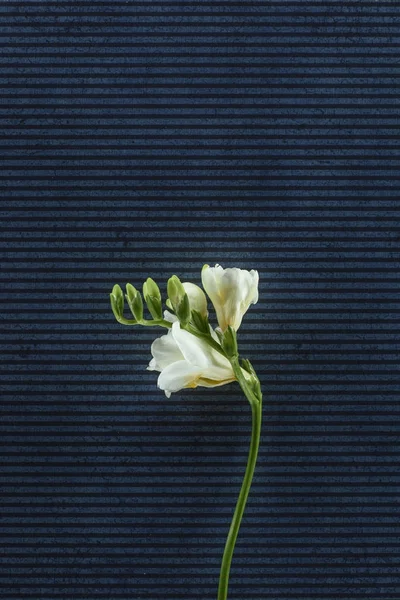 Blooming freesia flowers over stripped background — Stock Photo