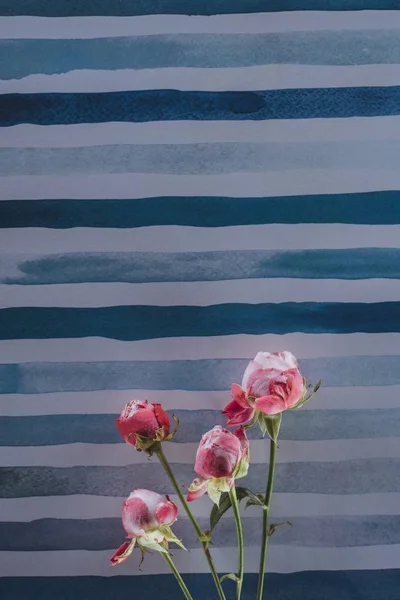 Flores de peonía rosa sobre fondo de acuarela rayado - foto de stock