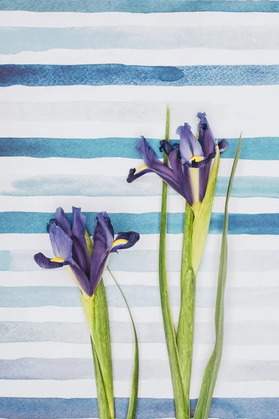 Iris sibirica flowers over striped aquarelle background — Stock Photo