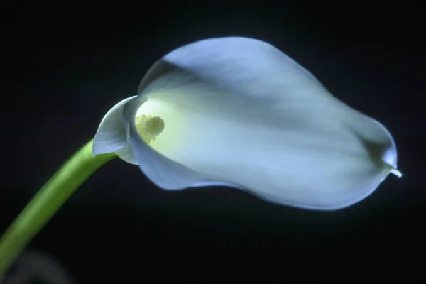 Hermosa flor de lirio calla aislado en negro - foto de stock