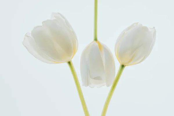 Hermosas flores de tulipán aisladas en blanco - foto de stock