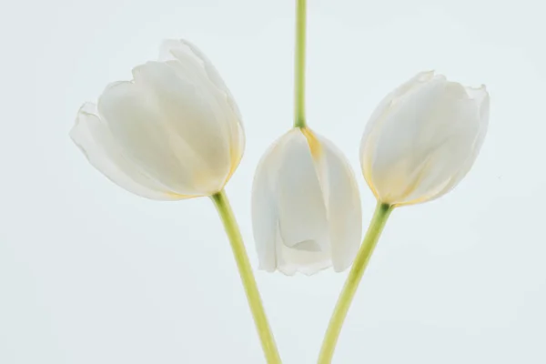 Beautiful tulip flowers isolated on white — Stock Photo