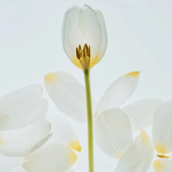 Beautiful tulip flower with petals isolated on white — Stock Photo