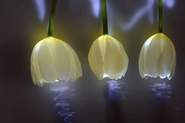 Hermosas flores de tulipán en luz de neón - foto de stock