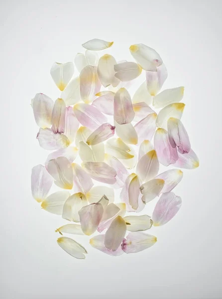 Tulipán pétalos montón aislado en blanco - foto de stock