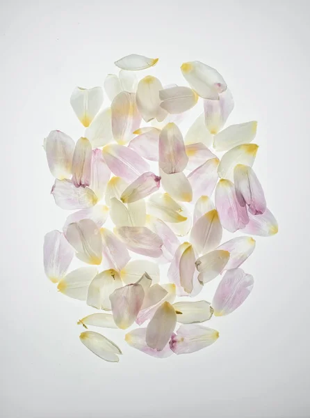 Tulip petals heap isolated on white — Stock Photo