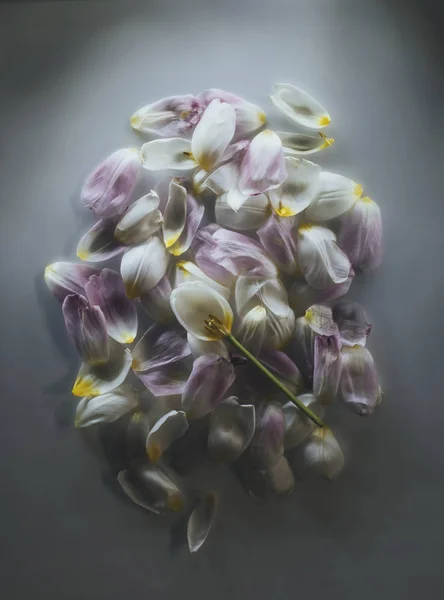 Pétales de tulipe tas sur fond gris — Photo de stock