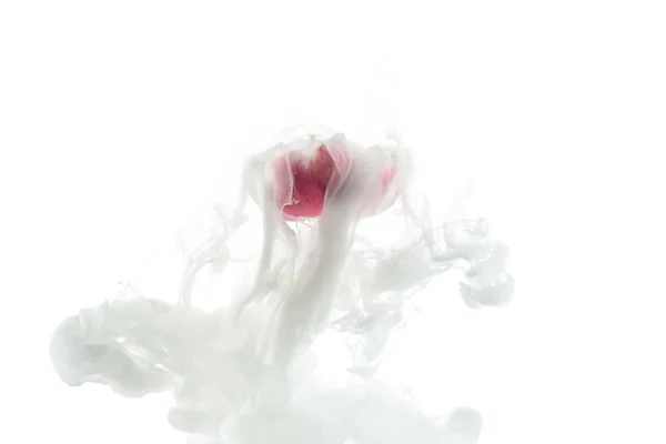 Vue rapprochée de fleur rose et éclaboussure de peinture blanche isolé sur blanc — Photo de stock