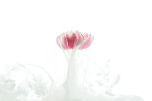 Vista da vicino del fiore rosa e spruzzi di vernice bianca isolati su bianco — Foto stock