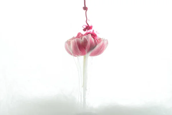 Close up view of pink flower and paint splash isolated on white — Stock Photo