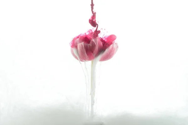 Vista de cerca de la flor rosa y salpicaduras de pintura aisladas en blanco — Stock Photo