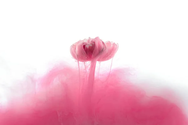 Vista de cerca de flor rosa y salpicadura de tinta aislado en blanco - foto de stock